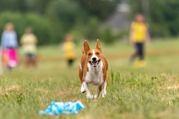 Przynęta Psa Basenji Kursuje Na Finiszu