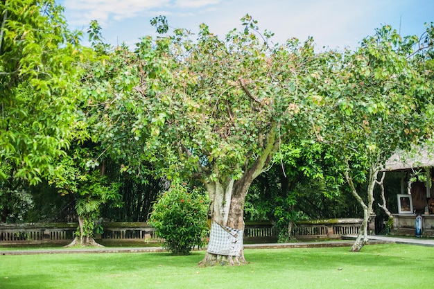 Przyroda Bali Indonezja