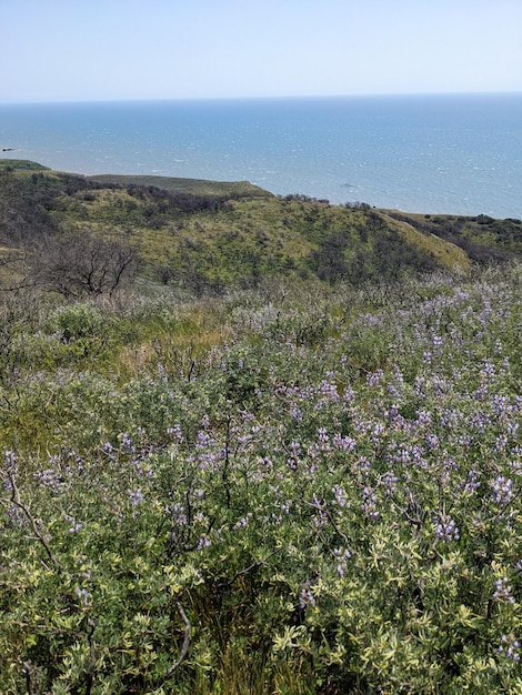 Przyroda i polne kwiaty w Kalifornii nad brzegiem morza krajowego Point Reyes