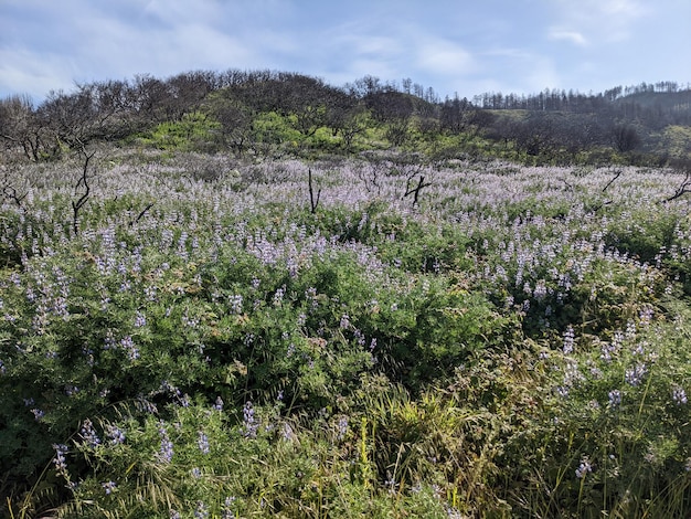 Przyroda i polne kwiaty w Kalifornii nad brzegiem morza krajowego Point Reyes