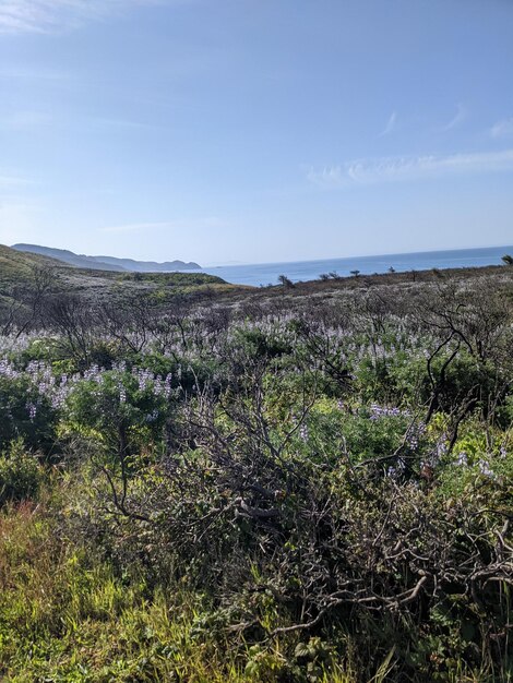 Przyroda i polne kwiaty w Kalifornii nad brzegiem morza krajowego Point Reyes