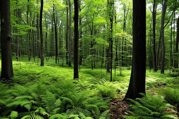 Przyroda rośnie, paprocie, drzewa i piękno w lasach, w których nie ma ludzi
