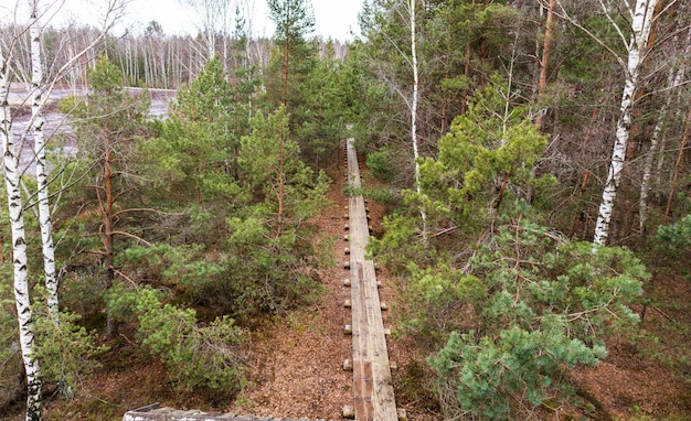 Przyrodniczy widok bagna z drewnianą ścieżką spacerową wijącą się przez bagno