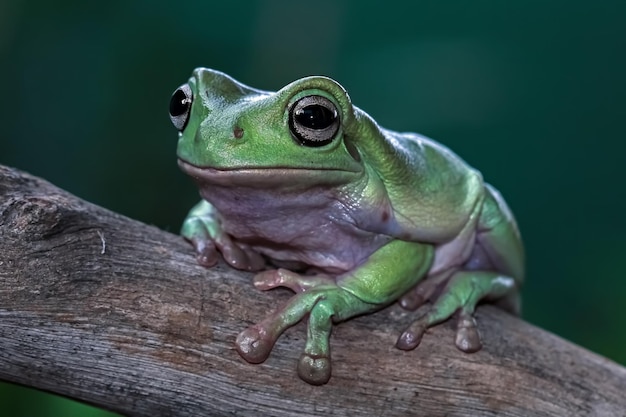 Przysadzista żaba litoria caerulea na gałęzi przysadzista żaba na gałęzi