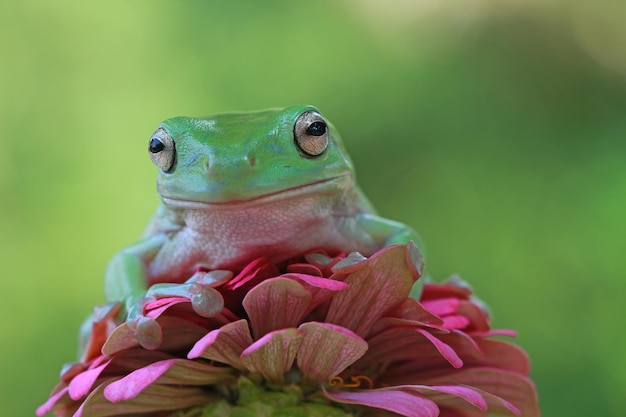 Przysadzista żaba litoria caerulea na kwiatku przysadzista żaba na gałęzi żaba drzewna na gałęzi płaz zbliżenie