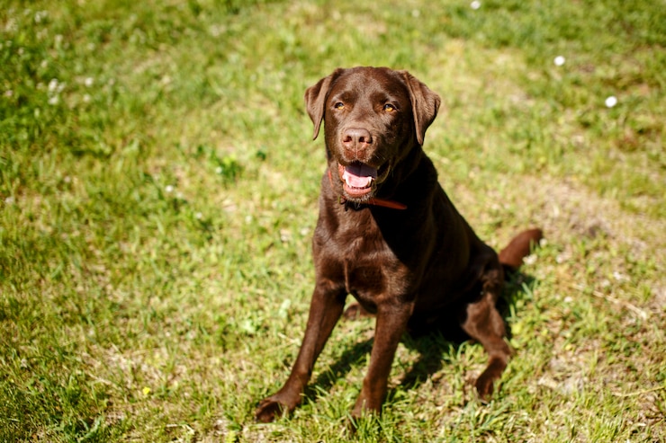 Zdjęcie przystojny młody czekoladowy labrador retriever siedzi w trawie