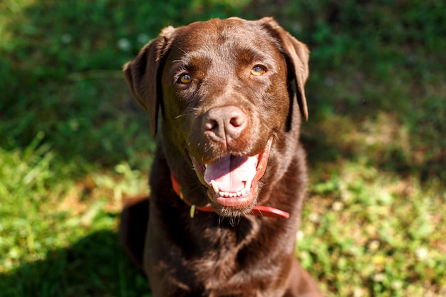 Przystojny młody czekoladowy Labrador retriever zakończenia portret