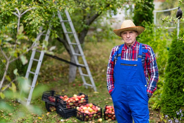 Przystojny ogrodnik jabłkowy w kapeluszu i mundurze Sezonowe letnie zbiory owoców