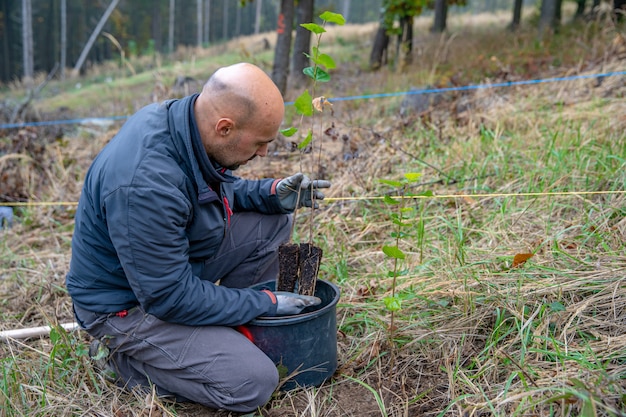 przywracanie umierającego lasu za pomocą sadzenia nowych drzew