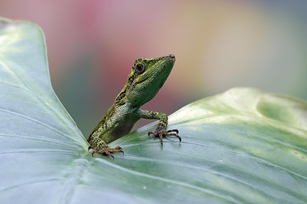 Pseudocalotes Tympanistriga Zbliżenie Głowa Indonezyjska Jaszczurka