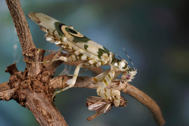 Zdjęcie pseudocreobotra wahlbergii