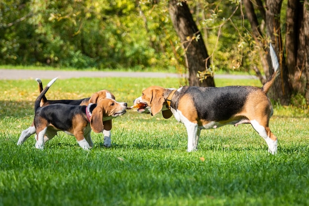 Psi beagle na trawie