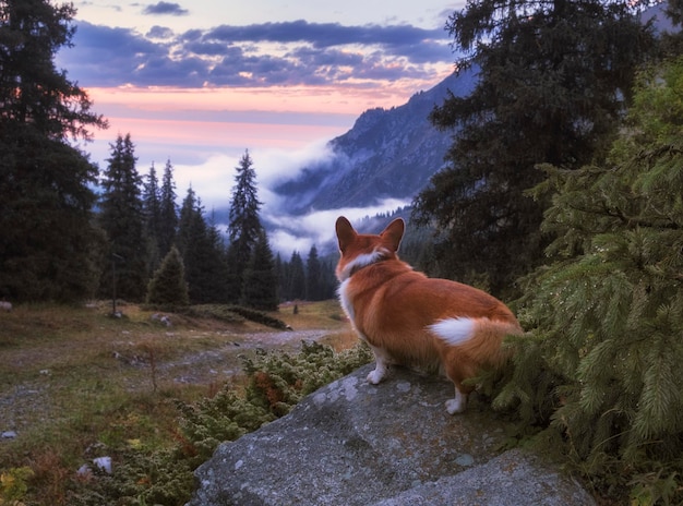 Psi podróżnik Corgi ogląda piękny zachód słońca z mgłą w górach