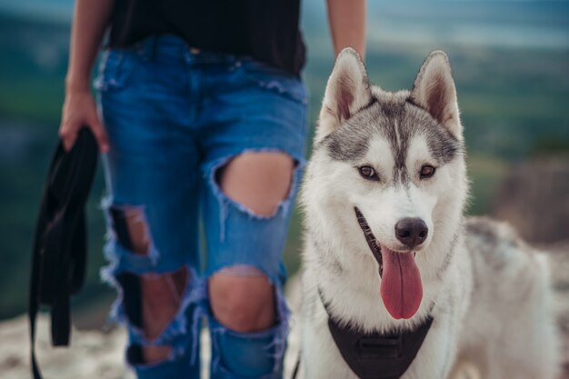 Psi szary i biały husky w górach przy zmierzchem