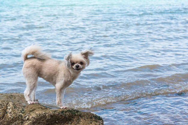 Psia szczęśliwa zabawa na skalistej plaży gdy podróżuje przy morzem