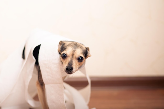 Psia toaleta little terrier w stosie papieru