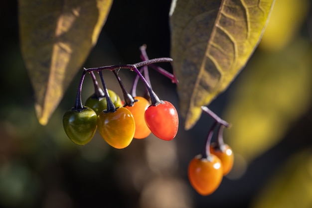 Psianka gorzka roślina z kolorowymi czerwonymi, pomarańczowymi i zielonymi jagodami