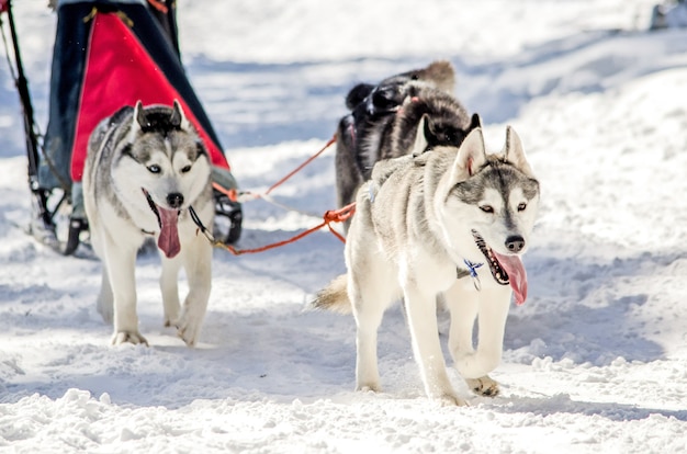 Psie Zaprzęgi. Siberian Husky Zespół Psich Zaprzęgów W Uprzęży.