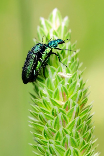 Psilothrix viridicoerulea rodzina Melyridae podrodzina Dasytinae