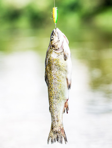 Pstrągi spinningowe w jeziorach Pstrąg potokowy Zbliżenie pstrągów tęczowych Wędkowanie pstrągów w wodzie stojącej Wędkowanie Zbliżenie zatrzaśnięcie haczyka Rybak i pstrągi