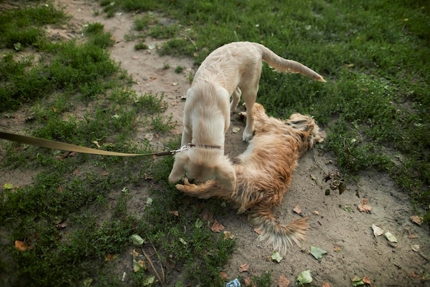 psy bawią się ze sobą na spacerze. Golden retriever, beagle i pies metis bawią się w parku