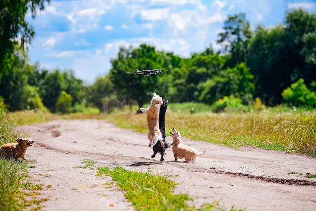 Psy bawiące się dronem Trzy zabawne szczenięta corgi bawią się na drodze w letni słoneczny dzień