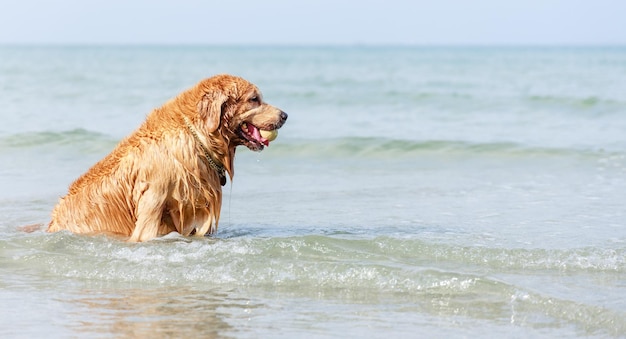 Psy Golden Retriever siedzące na tropikalnej plaży Przyjazne zwierzęta