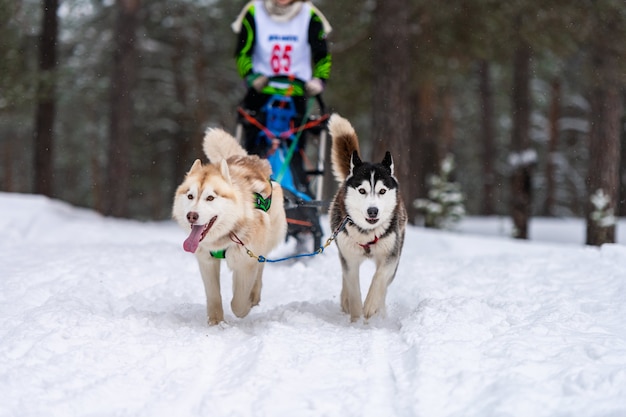 Psy Husky Ciągnące Sanie Z Masztem