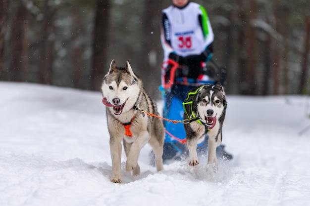 Psy Husky Ciągnące Sanie Z Masztem