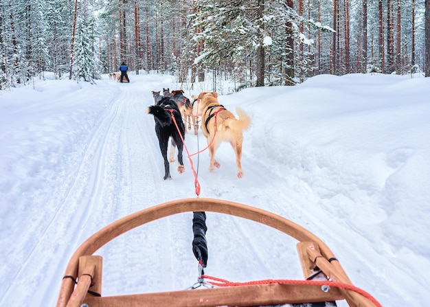 Zdjęcie psy husky na saniach w lesie rovaniemi, zimą finlandia, laponia