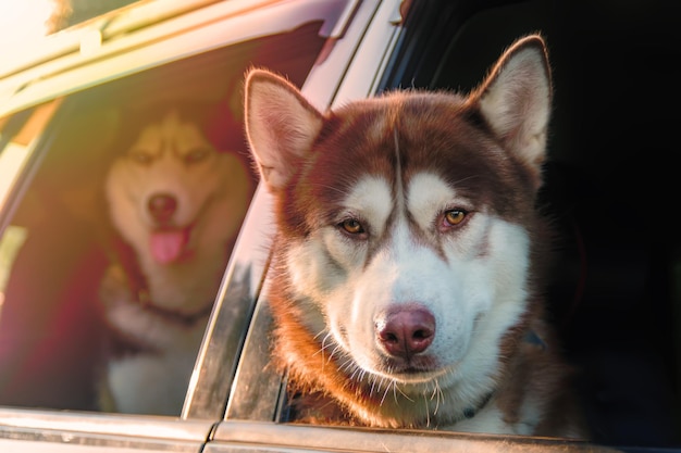 Psy husky podróżują samochodem Siberian husky wyglądający przez szyby samochodu