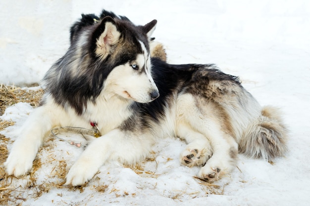 Psy husky syberyjskie odpoczywają na śniegu