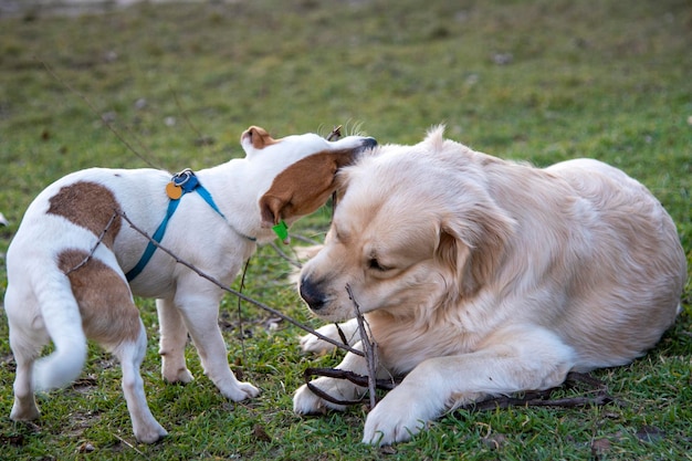 Psy Jack Russell Terrier i Golden Retriever bawią się drewnianym patykiem na zielonej trawie. Retriever leży, Jack Russell stoi, obaj skubią kij z przeciwnych stron