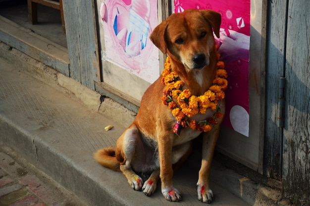 Psy Kukkur Tihar lub Kukur na festiwalu świateł diwali drugiego dnia festiwalu religijnego nepalski pies jest uhonorowany i czczony przez Nepalczyków w mieście Thamel w Katmandu w Nepalu