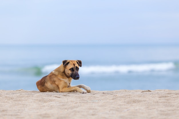 Psy Na Plaży W Ranku. Miękka Ostrość