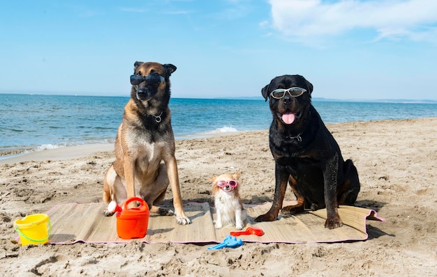 psy na plaży