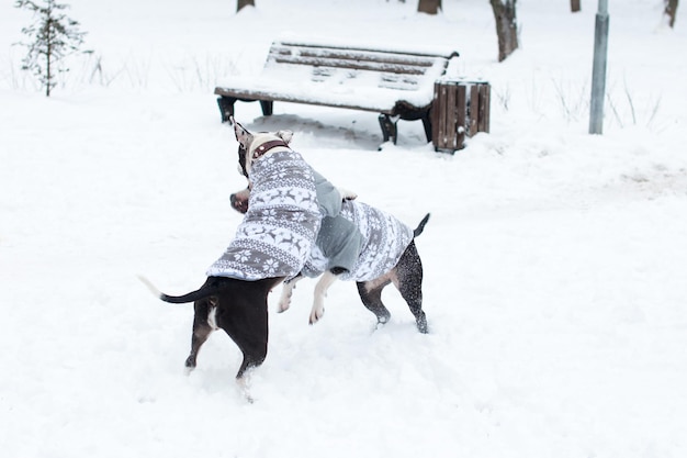 Psy na zimowy spacer w ciepłych ubraniach. granie w gry na białym śniegu