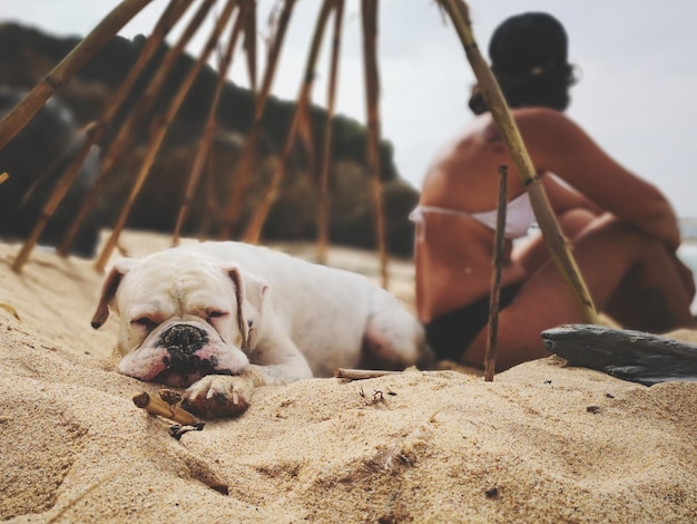 Zdjęcie psy odpoczywające na plaży