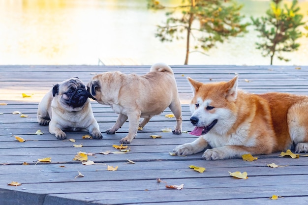 Psy rasy akita i mops w parku na drewnianej latformie w pobliżu jeziora w słoneczną jesienną pogodę