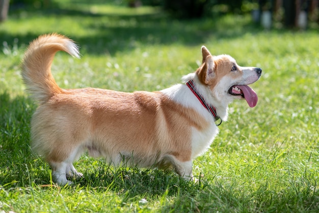 Psy rasy corgi bawiły się i fotografowały na trawniku