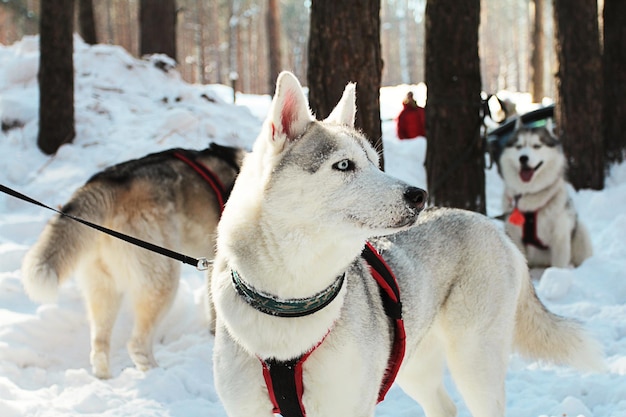 Psy rasy Siberian Husky rozglądają się po zaśnieżonym lesie