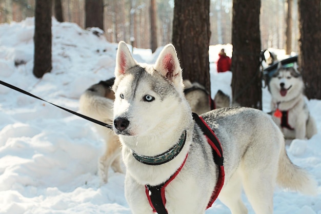 Psy rasy Siberian Husky rozglądają się po zaśnieżonym lesie