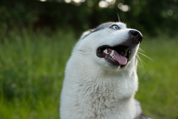 Psy Siberian Husky rozglądają się