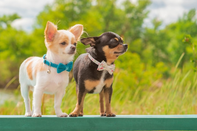 Psy stoją na ławce na tle przyrody Czarno-biały pies rasy Chihuahua