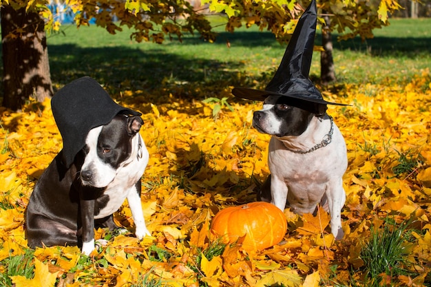 Psy w kapeluszach wiedźmy z dynią na tle żółtych liści Świętowanie Halloween