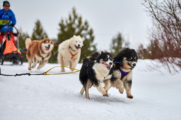 Psy zaprzęgowe ciągnące maszer na nartach