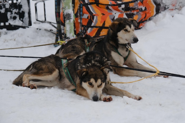 Psy zaprzęgowe rasy mieszanej na śniegu Zespół psów zaprzęgowych rasy Alaskan husky północnej w uprzęży zimą