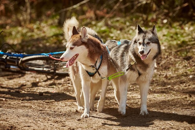 Psy zaprzęgowe Siberian Husky w uprzęży przypięte do skutera na jesiennym lesie hulajnoga po suchym lądzie