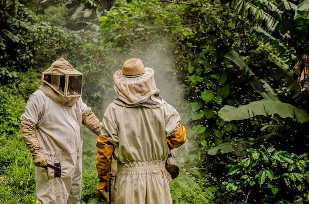 pszczelarstwo w dżungli Gwatemali