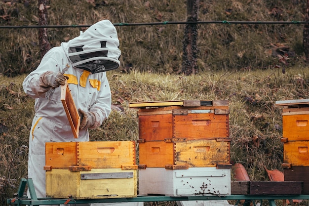 Pszczelarz sprawdza plaster miodu po zimie